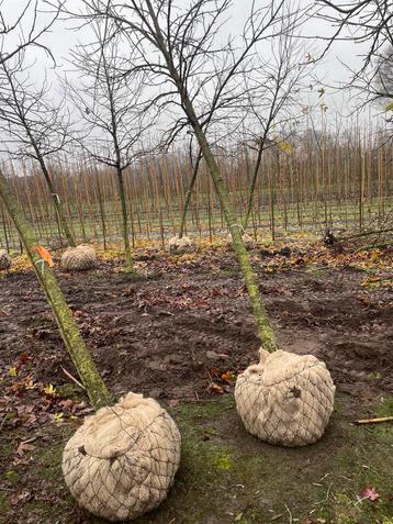 XXL Liquidambar. Ginkgo. Cornus controversa. En struiken  beschikbaar voor biedingen