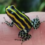 Ranitomeya sirensis 'Panguana', Amfibie