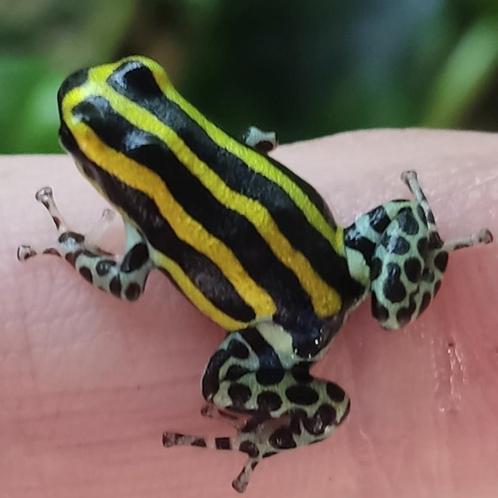 Ranitomeya sirensis 'Panguana', Dieren en Toebehoren, Reptielen en Amfibieën, Amfibie