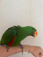 Lieve edel mannetje  super tam, Mannelijk, Papegaai, Pratend