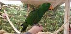 Jonge Baby Edelpapegaaien | Handtam | Nieuwsgierig | Getest, Dieren en Toebehoren, Vogels | Parkieten en Papegaaien, Meerdere dieren