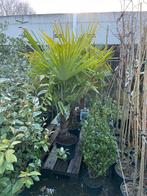 Palmen trachycarpus zware planten kleine pot aanbieding, Tuin en Terras, Planten | Bomen, Bloeit niet, 100 tot 250 cm, Palmboom