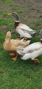 Nog enkele Saksische Loopeenden zoeken een nieuwe zwemplek, Dieren en Toebehoren, Pluimvee, Meerdere dieren, Eend