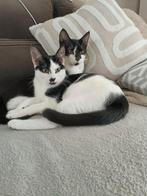 Twee katertjes 6 maanden oud, Dieren en Toebehoren, Katten en Kittens | Overige Katten