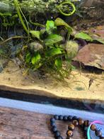 Ancistrus, Dieren en Toebehoren, Reptielen en Amfibieën, Overige soorten, 0 tot 2 jaar