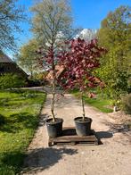 Rode Noorse. Esdoorn  acer meerstammige 2 stuks, Tuin en Terras, Planten | Bomen, In pot, Halfschaduw, Zomer, Overige soorten