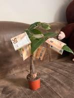 Geldboom met €350!, Overige soorten, In pot, Minder dan 100 cm, Groene kamerplant