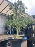 Oude Perenbomen, 'Doyenne de Comice' Vanaf € 129,50, Tuin en Terras, Ophalen, Lente, Volle zon, Perenboom