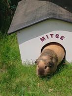 Lieve cavia, zeugje, Vrouwelijk, Cavia, Voor 1 juli 2024, Tam