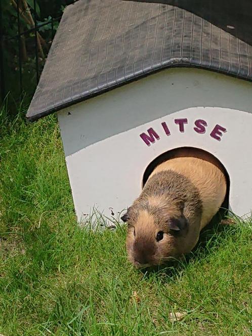 Lieve cavia, zeugje, Dieren en Toebehoren, Knaagdieren, Vrouwelijk, Cavia, Tam