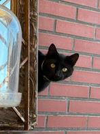 Gouden mandje gezocht, Dieren en Toebehoren, Kater