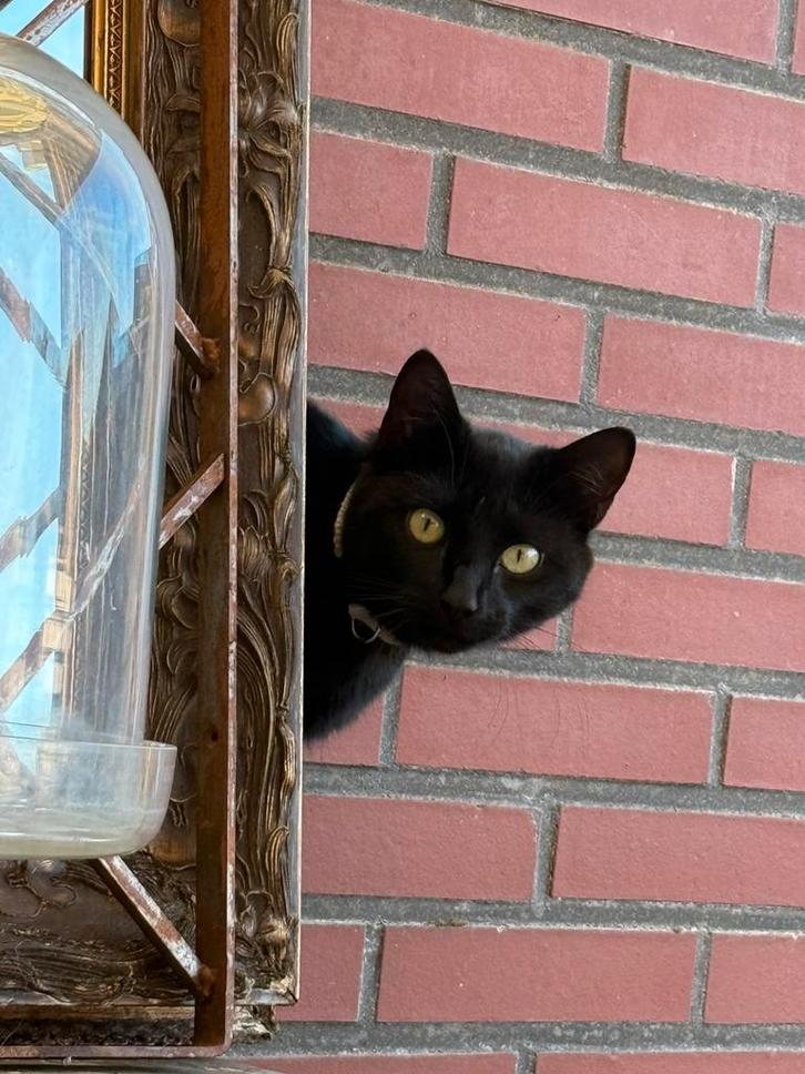 Gouden mandje gezocht, Dieren en Toebehoren, Katten en Kittens | Overige Katten, Kater
