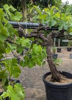 VItis vinifera, Tuin en Terras, Planten | Bomen, Ophalen, In pot, Overige soorten