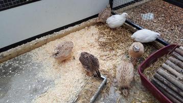 Kwartels bij de Kanaries.... beschikbaar voor biedingen