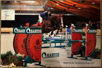 15 jarige allround dubbel M merrie 6950€ beschikbaar voor biedingen