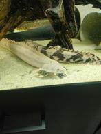 5 polypterussen 20-40cm, Dieren en Toebehoren, Vissen | Aquariumvissen, Vis