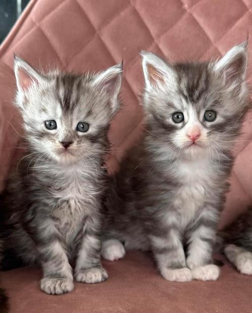 Maine coon kater met stamboom, Dieren en Toebehoren, Katten en Kittens | Raskatten | Langhaar, Kater, 0 tot 2 jaar, Met stamboom