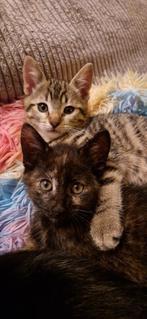 Britse korthaar Muffin ,gechipt & 2 xr gevaccineerd, Dieren en Toebehoren, 0 tot 2 jaar