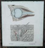 Oude anatomie schoolplaat van oog en huid 100 jaren oud, Ophalen of Verzenden, Natuur en Biologie