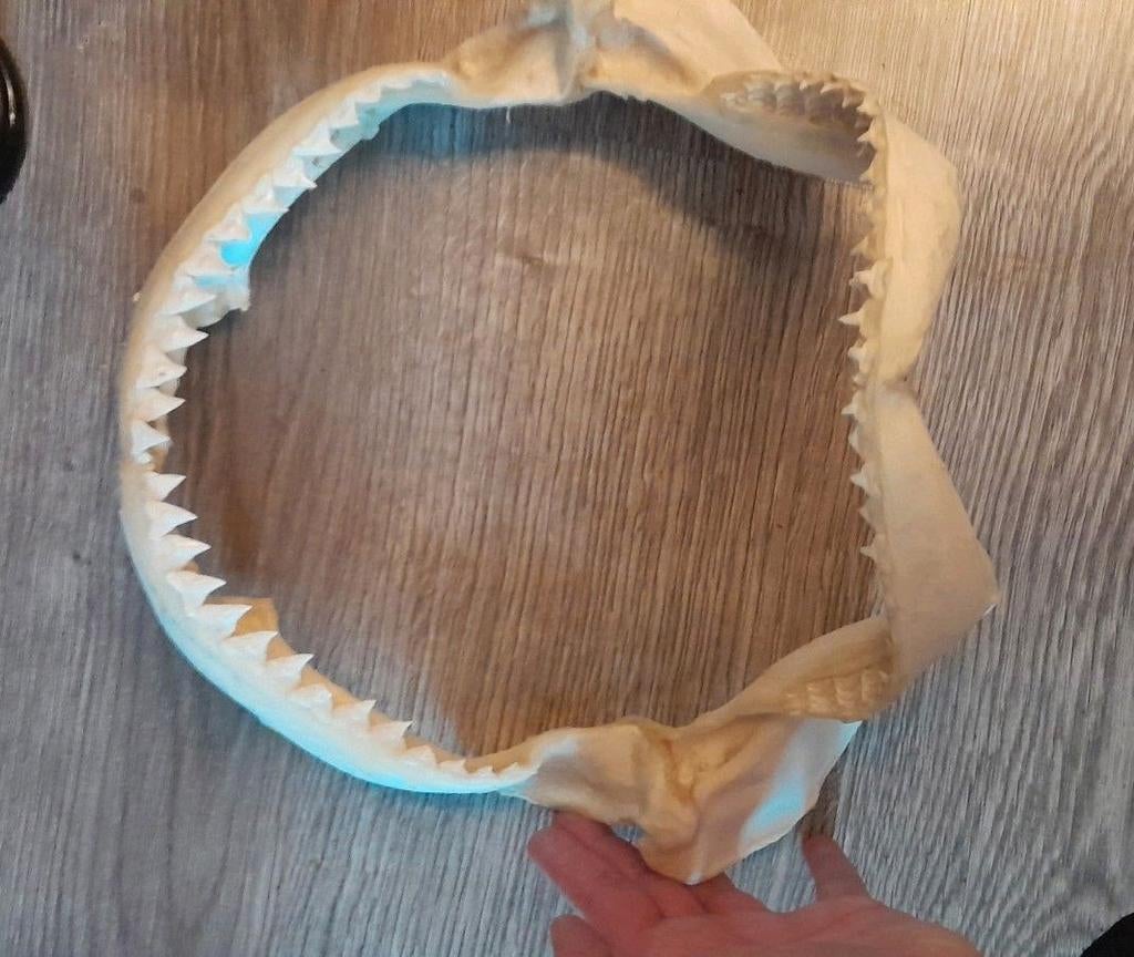Restanten verzameling, grote haaienkaak, grote zeester, rog, Verzamelen, Dierenverzamelingen, Ophalen, Zo goed als nieuw