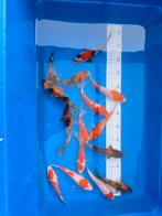 HQ Tosai Isa SHOWA , KOHAKU , TANCHO, Dieren en Toebehoren, Vissen | Vijvervissen, Karper of Koi