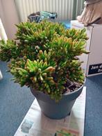 Crassula ovata vetplant voor binnen en buiten, Ophalen of Verzenden