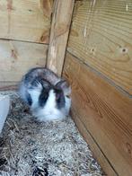 Dwerg konijn, Dieren en Toebehoren, Mannelijk, Dwerg