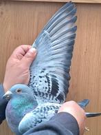 Postduif 100% Heremans-Ceusters., Vrouwelijk, Postduif