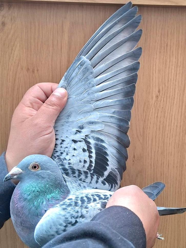 Postduif 100% Heremans-Ceusters., Dieren en Toebehoren, Vogels | Duiven, Postduif, Vrouwelijk