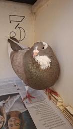 Gevonden doffer, Mannelijk, Kropper