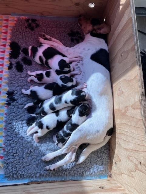 Boerenfox pups, hele mooie driekleurige, Parvo, Reu, 8 tot 15 weken, Meerdere