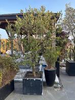 Olijfbomen 2 stuks / olijfboom, Bloeit niet, 100 tot 250 cm, Olijfboom, Ophalen