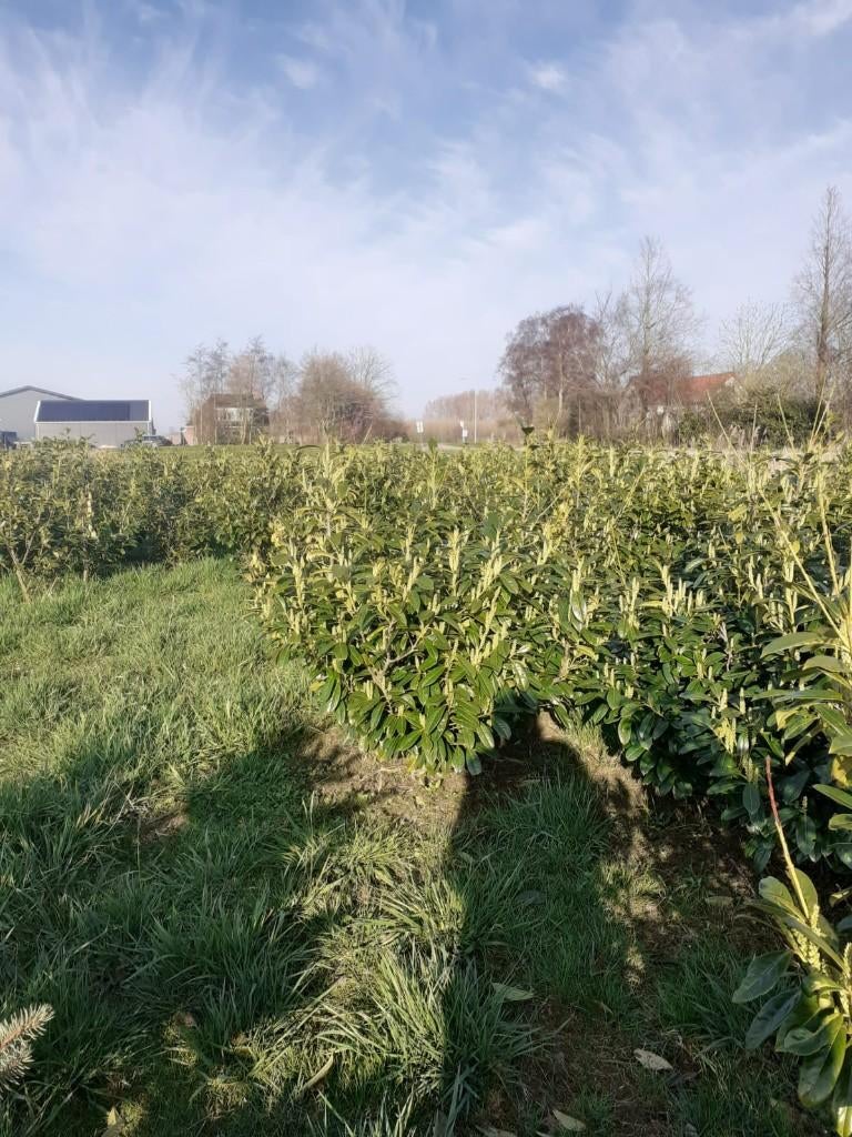 Laurier Novita, Ophalen, Laurier, Struik, 100 tot 250 cm
