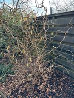 Paastakken krulhazelaar takken, Bloeit niet, Overige soorten, Minder dan 100 cm, Ophalen