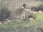 Konijn, Dieren en Toebehoren, Konijnen, Vrouwelijk