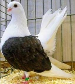 Gezocht koppel Taganroger tuimelaars, zie foto., Dieren en Toebehoren, Meerdere dieren, Overige soorten