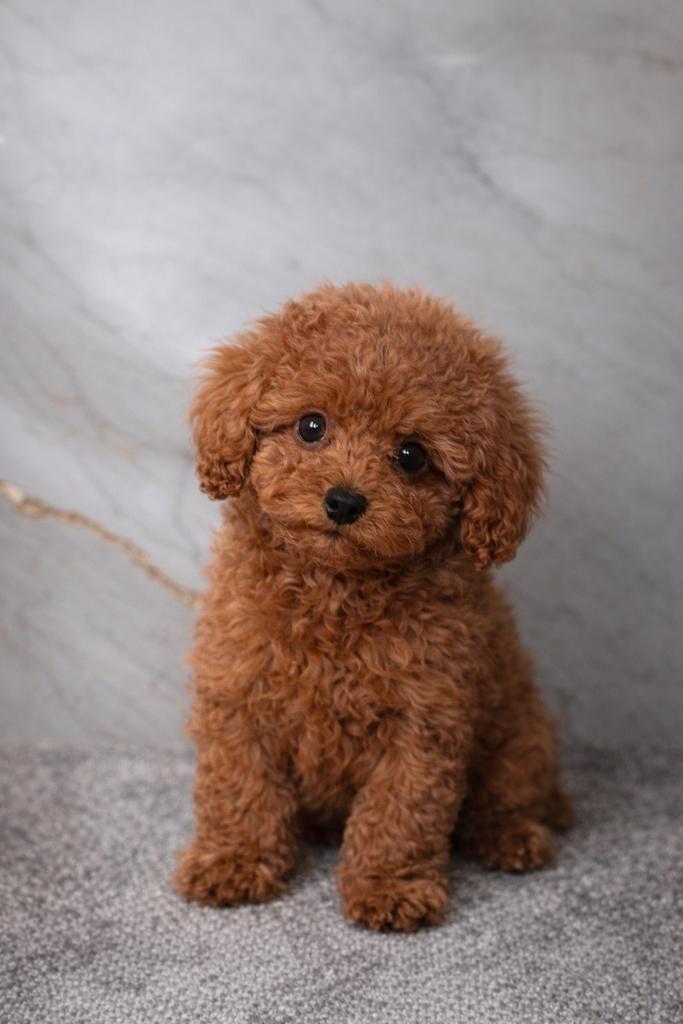teacup toy poedel puppy, Dieren en Toebehoren, Honden | Chihuahua's en Gezelschapshonden, Teef, Poedel, Particulier, Eén hond
