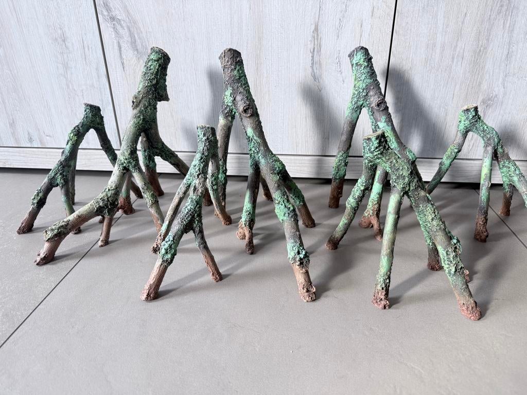 mangrove wortels, Ophalen of Verzenden, Plant(en), Steen of Hout