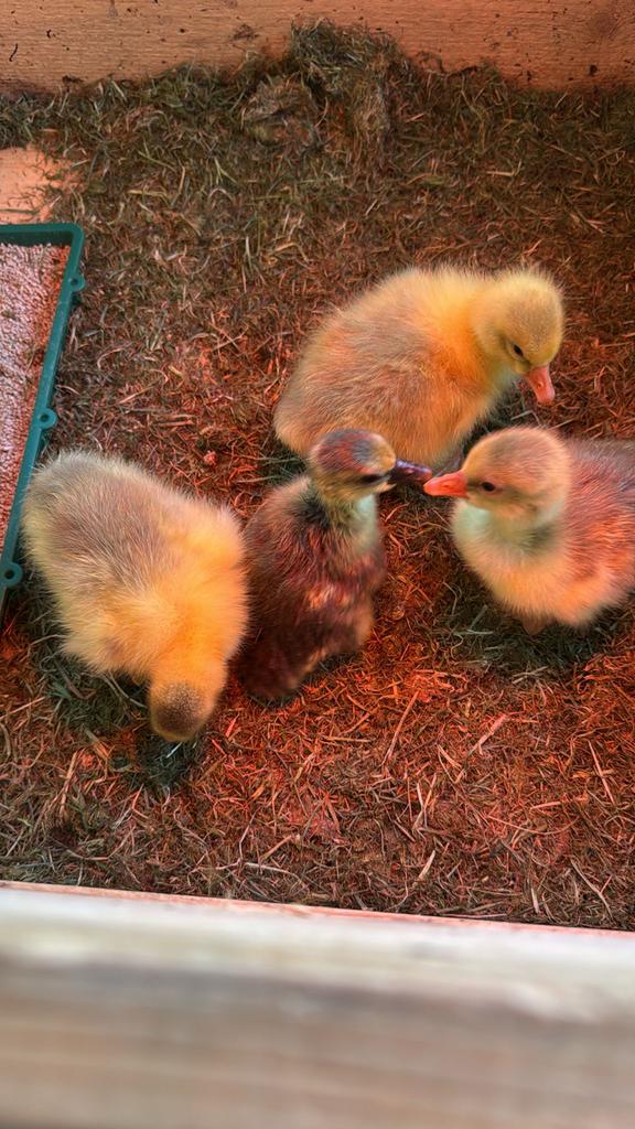 Ganzenkuikens, Dieren en Toebehoren, Pluimvee, Meerdere dieren, Kip
