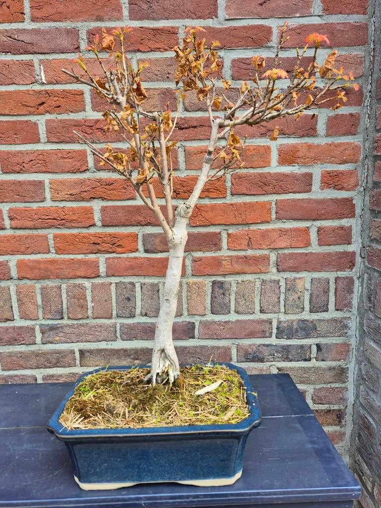 Bonsai esdoorn, Bloeit niet, Halfschaduw, Overige soorten, Minder dan 100 cm