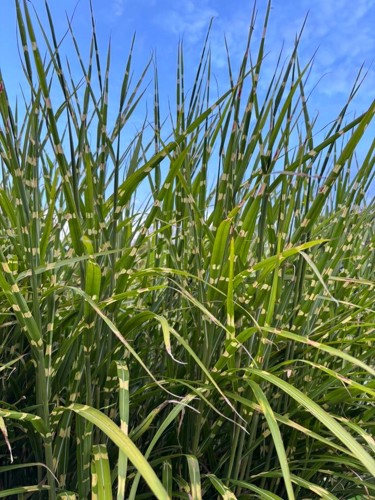 Miscanthus Sinensis 'Zebrinus'  - Zebragras  unieke strepen, Tuin en Terras, Volle zon, Vaste plant, Siergrassen, Ophalen of Verzenden