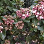 Tuinplanten - Viburnum Tinus - Sneeuwbal - Chemievrij, Tuin en Terras, Planten | Tuinplanten, Overige soorten, Vaste plant, Ophalen of Verzenden