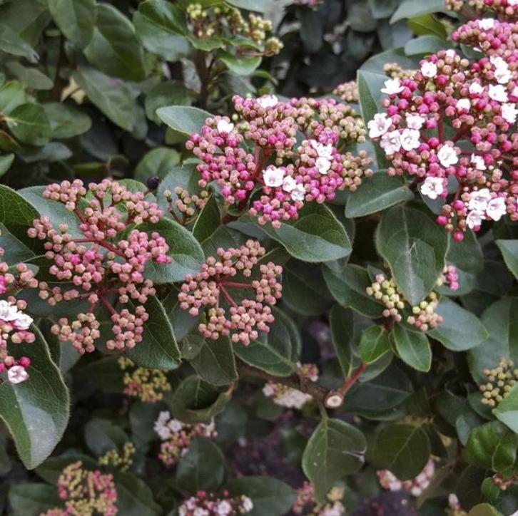 Tuinplanten - Viburnum Tinus - Sneeuwbal - Chemievrij, Tuin en Terras, Planten | Tuinplanten, Vaste plant, Overige soorten, Halfschaduw