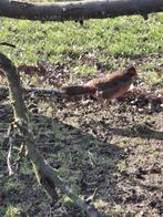 Goudfazant haan 2025, Dieren en Toebehoren, Mannelijk, Overige soorten