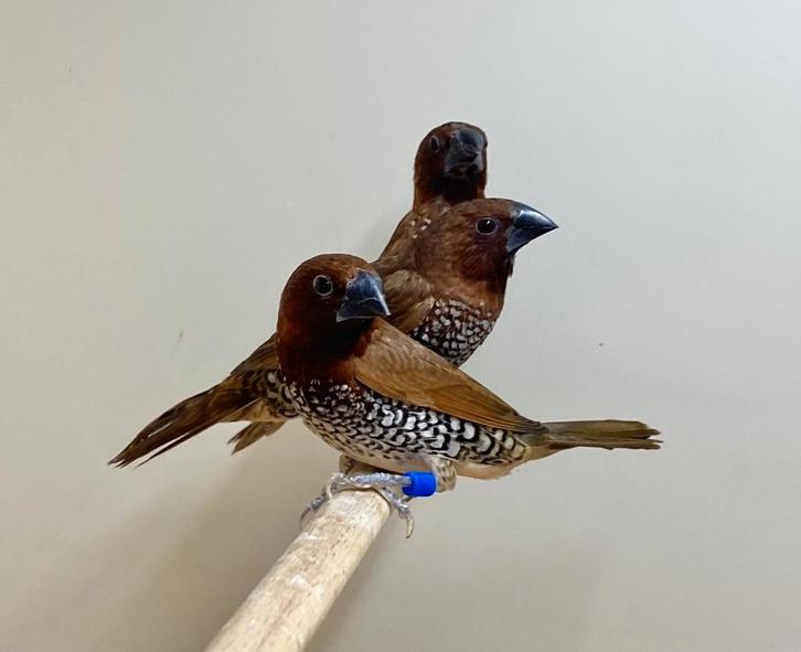 Muskaatvink, Dieren en Toebehoren, Vogels | Overige Vogels, Vrouwelijk