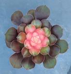 Aeonium Loki, Vetplant, Minder dan 100 cm, Groene kamerplant, Halfschaduw