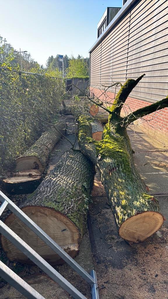 Eikenhout, 3 tot 6 m³, Ophalen, Eikenhout, Stammen