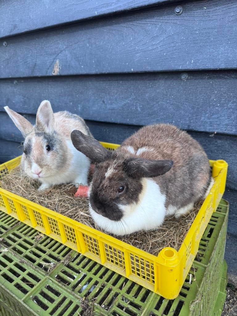 2 lieve dwergkonijnen, Dieren en Toebehoren, Konijnen, Mannelijk, Klein, Hangoor, 0 tot 2 jaar