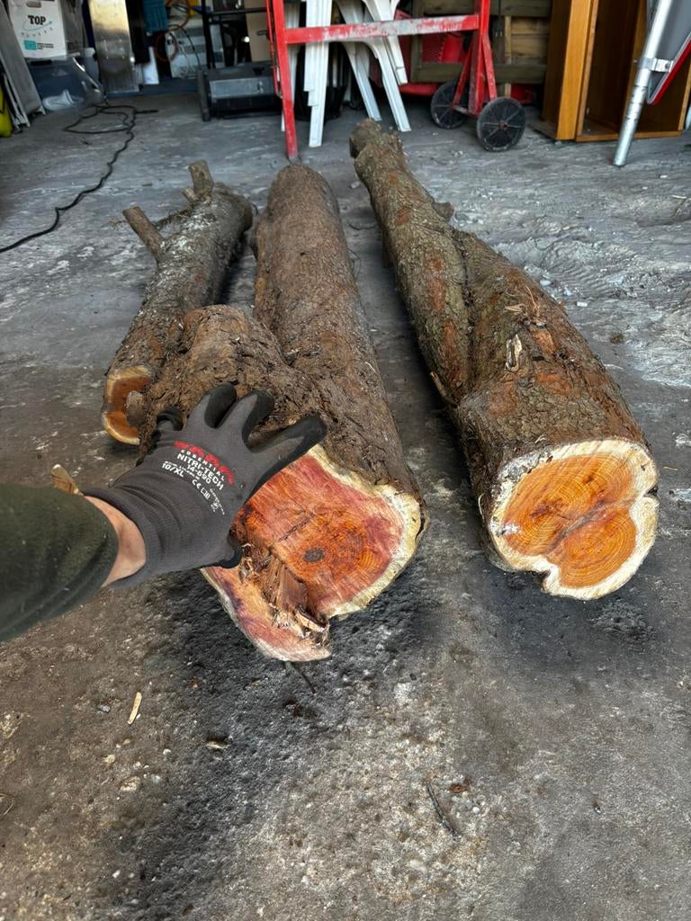 Taxus stammen (droog), Ophalen, Plank, Overige houtsoorten, 50 mm of meer