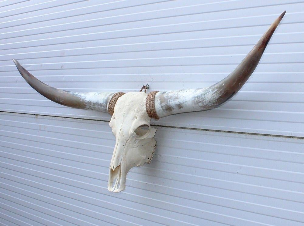 Grote schedel TEXAS STYLE LONGHORN 149 cm - ref. E, Verzamelen, Dierenverzamelingen, Ophalen, Nieuw, Boerderijdier, Schedel